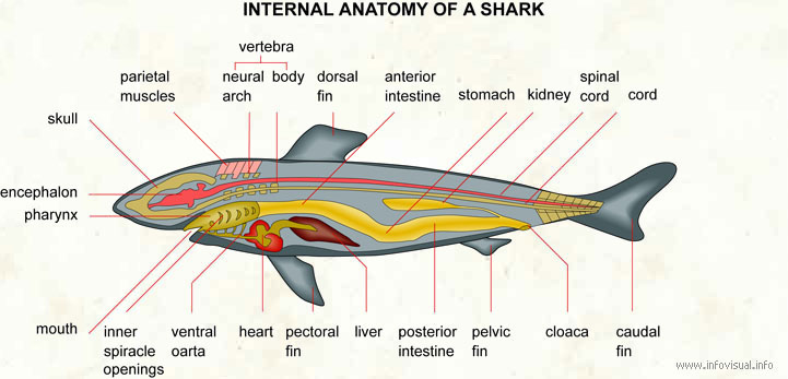 Types Of SHARKS - SHark Life